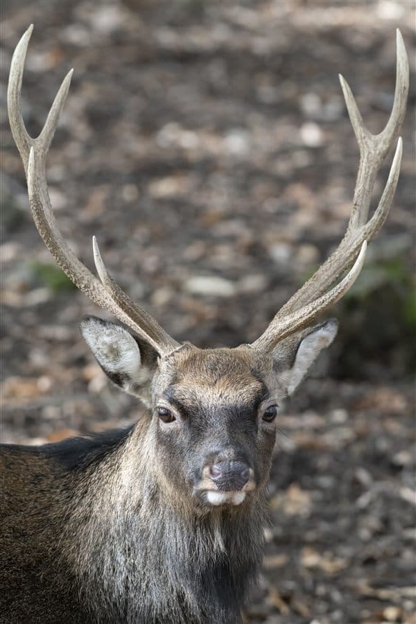 Vietnamese sika deer