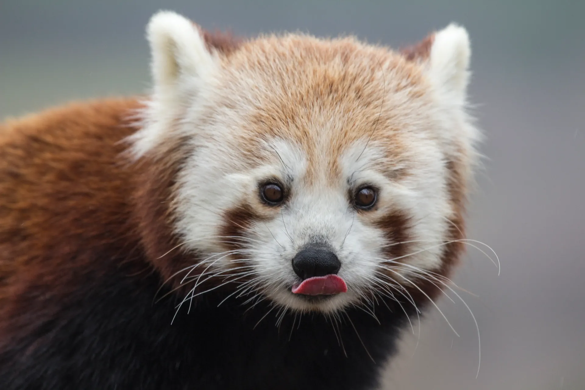Red panda