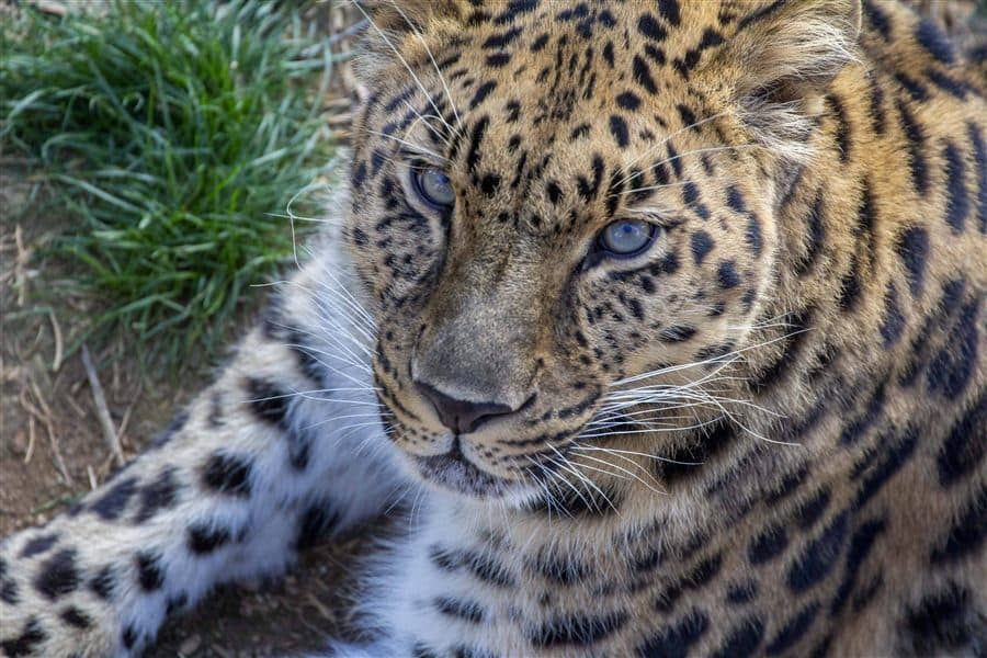 Amur leopard