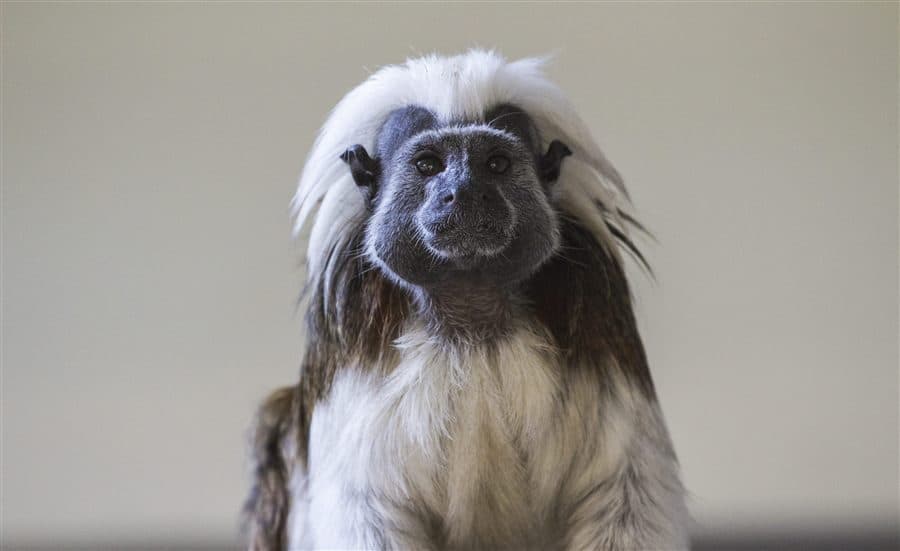 Cotton-top tamarin