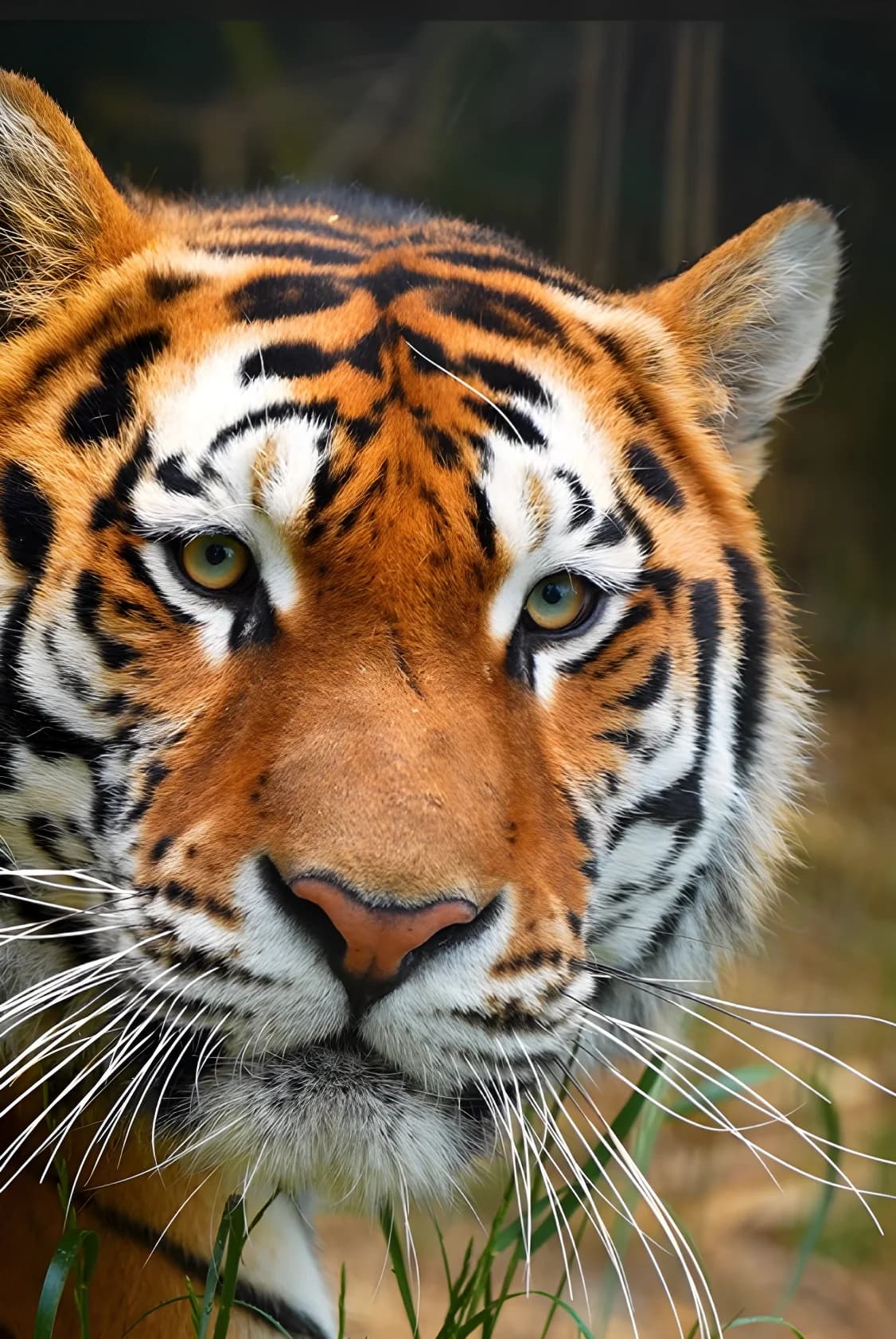 Au Parc — au contact des animaux