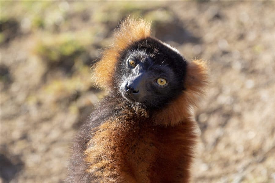 Red ruffed lemur