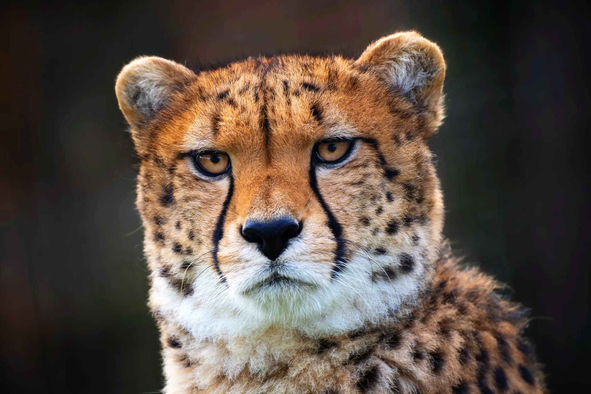 Guépard