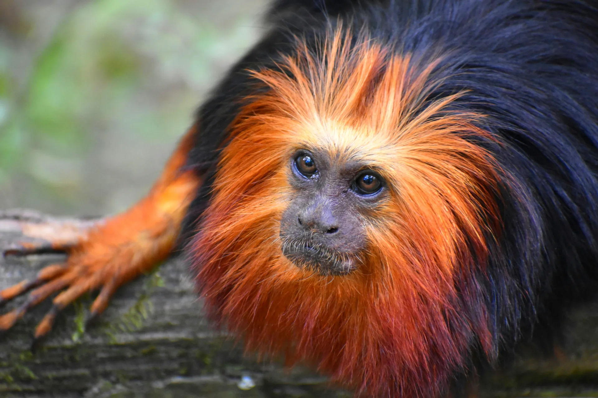 Tamarin-lion à tête dorée